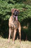 DOGUE ALLEMAND 962